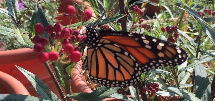 A Monarch butterfly in Jordan Beane's Garden, who'd benefit from San Diego taking the Mayor's Monarch Pledge